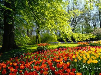 Tulips-in-various-hues