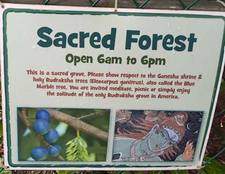 sacred-forest